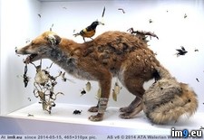 Tags: evil, fairy, insect, taxidermy, wtf (Pict. in My r/WTF favs)