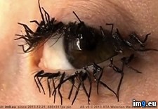 Tags: flylashes, wtf (Pict. in My r/WTF favs)