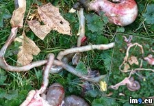 Tags: backyard, did, disemboweled, get, squirrel, wtf (Pict. in My r/WTF favs)