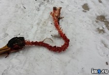 Tags: christmas, decoration, driveway, fallen, laws, picked, thinking, was, wtf (Pict. in My r/WTF favs)