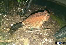 Tags: frog, log, wtf (Pict. in My r/WTF favs)