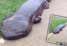 Tags: giant, kyoto, salamander, wtf (Pict. in My r/WTF favs)