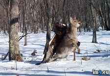 Tags: attacking, deer, eagle, full, golden, grown, wtf (Pict. in My r/WTF favs)