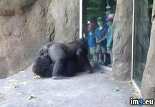 Tags: gorilla, wtf, zoo (Pict. in My r/WTF favs)
