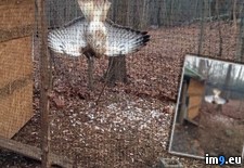 Tags: chicken, got, had, hawk, now, wtf (Pict. in My r/WTF favs)