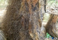 Tags: harvestmen, nest, wtf (Pict. in My r/WTF favs)