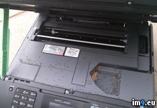 Tags: ants, photocopier, wtf (Pict. in My r/WTF favs)