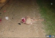 Tags: deer, head, mph, wtf (Pict. in My r/WTF favs)