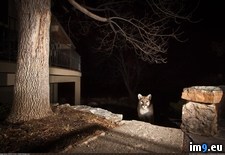 Tags: kitty, shit, wtf (Pict. in My r/WTF favs)