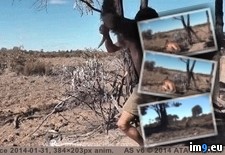 Tags: catch, kangaroo, wtf (GIF in My r/WTF favs)
