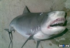 Tags: human, nsfl, remains, shark, wtf (Pict. in My r/WTF favs)