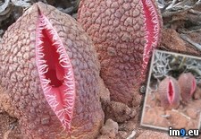 Tags: africana, hydnora, wtf (Pict. in My r/WTF favs)