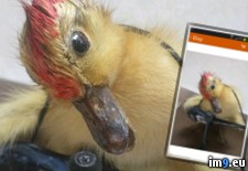 Tags: etsy, searched, taxidermy, wtf (Pict. in My r/WTF favs)