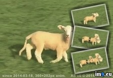 Tags: innocent, picture, sheep, was, wtf (GIF in My r/WTF favs)
