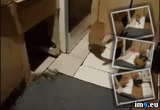 Tags: rat, wtf (GIF in My r/WTF favs)