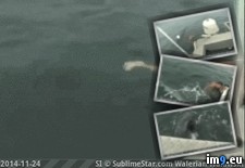 Tags: boat, cage, impossible, toss, water, wtf (GIF in My r/WTF favs)