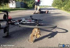 Tags: bicycling, kamikaze, squirrel, wtf (Pict. in My r/WTF favs)