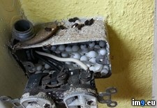 Tags: eggs, kitchen, lizard, remodeling, wtf (Pict. in My r/WTF favs)
