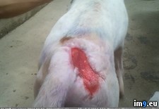 Tags: dog, man, nsfl, saves, wounded, wtf (Pict. in My r/WTF favs)