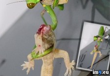 Tags: camera, lizard, mantis, staring, wtf (Pict. in My r/WTF favs)
