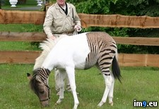 Tags: eclyse, horse, hybrid, job, meet, paint, product, unfinished, wtf, zebra, zorse (Pict. in My r/WTF favs)