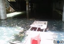 Tags: abandon, building, fish, koi, mall, metro, thousand, wtf (Pict. in My r/WTF favs)