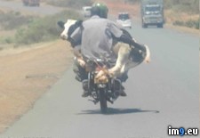 Tags: mootercycle, wtf (Pict. in My r/WTF favs)