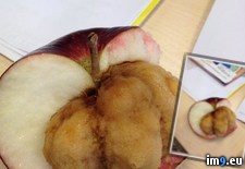 Tags: apple, chicken, nuggets, pregnant, wtf (Pict. in My r/WTF favs)