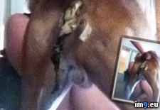 Tags: dog, shit, sister, underwear, wtf (Pict. in My r/WTF favs)