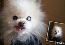 Tags: ago, dog, fianc, memo, passed, wtf, years (Pict. in My r/WTF favs)