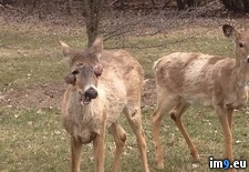 Tags: deer, mom, saw, sick, wtf (Pict. in My r/WTF favs)