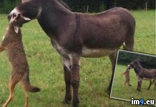 Tags: bought, donkey, livestock, neighbor, predators, protect, wtf (Pict. in My r/WTF favs)