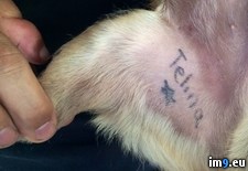 Tags: adopted, dog, owner, parents, previous, tattoo, wtf (Pict. in My r/WTF favs)