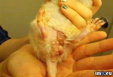 Tags: fell, had, off, rat, size, tumor, was, wtf (Pict. in My r/WTF favs)