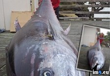 Tags: 9ft, bluefin, catches, million, potentially, pound, tuna, woman, worth, wtf, zealand (Pict. in My r/WTF favs)