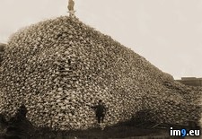 Tags: bison, extinct, why, wtf (Pict. in My r/WTF favs)