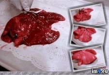 Tags: cat, inflating, lungs, pair, wtf (GIF in My r/WTF favs)