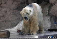Tags: bear, enclosure, polar, wtf (Pict. in My r/WTF favs)