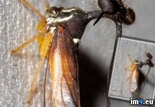 Tags: bug, possibly, strangest, wtf (Pict. in My r/WTF favs)