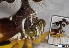 Tags: bug, possibly, strangest, wtf (Pict. in My r/WTF favs)