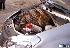 Tags: hood, python, wtf (Pict. in My r/WTF favs)