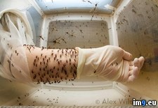 Tags: feeding, mosquitoes, rockfeller, university, wtf (Pict. in My r/WTF favs)