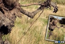 Tags: scarecrow, wtf (Pict. in My r/WTF favs)