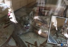Tags: broke, cougar, friend, house, morning, wtf (Pict. in My r/WTF favs)