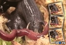 Tags: eat, one, snails, worms, wtf (GIF in My r/WTF favs)