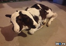 Tags: calf, dairy, faced, farm, guests, house, scare, sits, two, wtf (Pict. in My r/WTF favs)