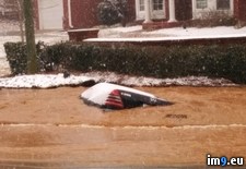 Tags: car, drove, fire, hour, hydrant, snowstorm, was, wtf (Pict. in My r/WTF favs)