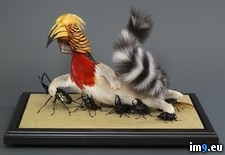 Tags: artist, endangered, prison, species, strange, taxidermy, wtf (Pict. in My r/WTF favs)