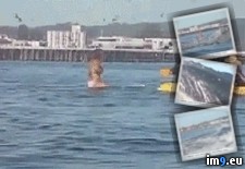 Tags: surfer, swallowed, wtf (GIF in My r/WTF favs)