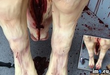 Tags: bakers, cake, created, pig, slaughtered, tattooed, wtf (Pict. in My r/WTF favs)